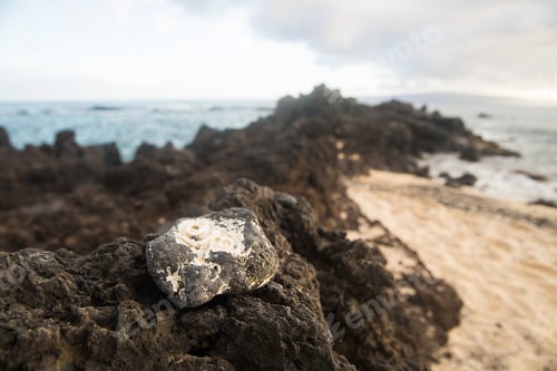 Preview: Rock with fossilized shells embedded at ocean beach