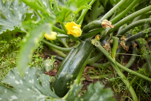 Vista previa: squashes at summer garden bed