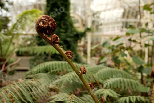 Preview: Lush fern unfurls in a botanical garden greenhouse