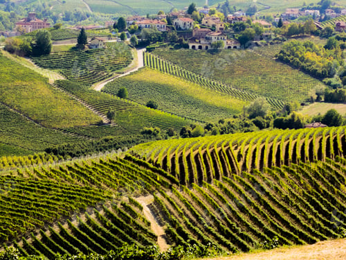 Preview: langhe piedmont italy, wineyards on the hills