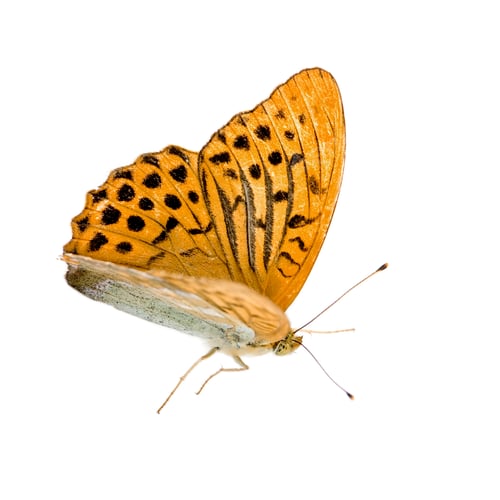Preview: Silver Washed Fritillary Butterfly