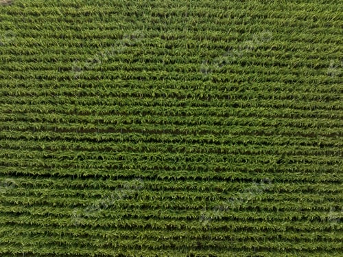 Preview: Aerial view of sugarcane plants growing at field