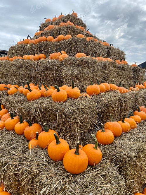 Preview: Pumpkin farm