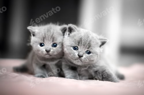 Preview: cat, kitten, pet, isolate