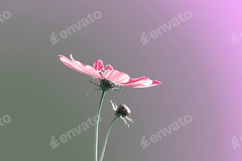 Preview: Beautiful purple Cosmos flower in the garden. Violet flowers pictures. on green grass background