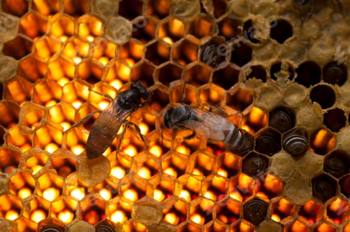Preview: Close up view of the working bees on honey cells.