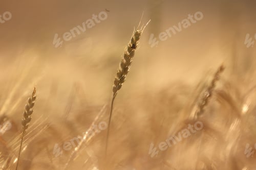 Preview: Beautiful view of a golden field of wheat on a blurred background at a bright sunlight