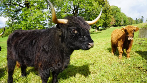 Preview: Closeup shot of highland cows grazing in the farmland in Switzerland