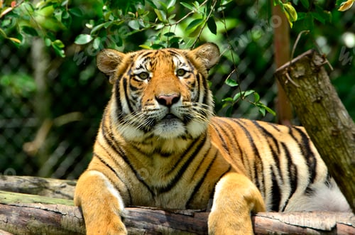 Preview: Portrait of a Malayan tiger (Panthera tigris jacksoni).