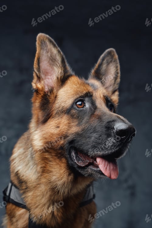 Preview: Headshot of purebred german shepherd against dark background