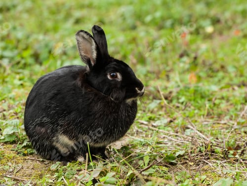 Preview: Black Rabbit