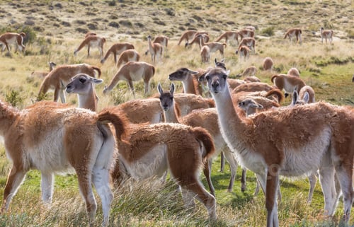 Preview: Guanaco