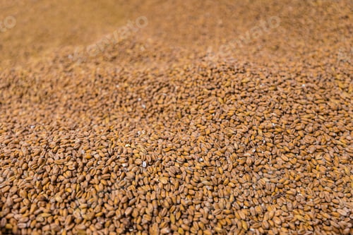 Preview: Pile of golden barley grains for making craft beer in a factory