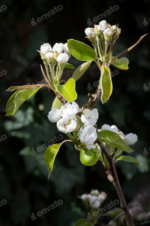 Preview: Blossom of a Conference pear tree close up outdoors