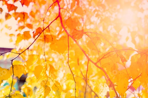 Preview: Yellow leaves of birch in sunbeams. Blurred natural floral autumnal background. Golden fall season