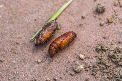 Preview: Сhrysalis Noctuidae on the garden soil. Lepidoptera Noctuidae. Agricultural pests.