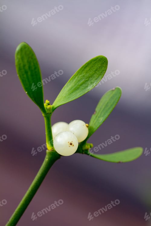 Preview: Closeup shot of a plant branch with green leaves and small berries