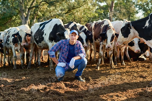 Preview: Farmer Is Working On Farm With Dairy Cows