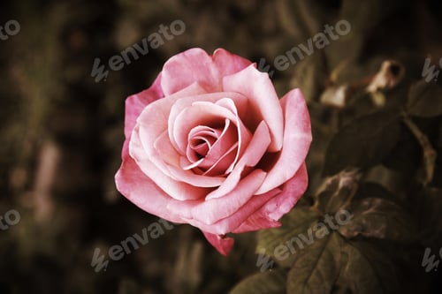 Preview: Pale flower