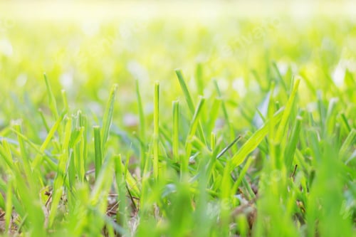 Preview: grass with sunlight