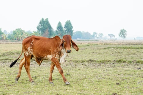 Preview: Cow in the green grass