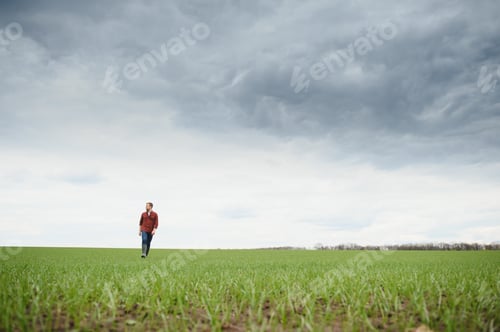 Preview: A young farmer inspects the quality of wheat sprouts in the field. The concept of agriculture