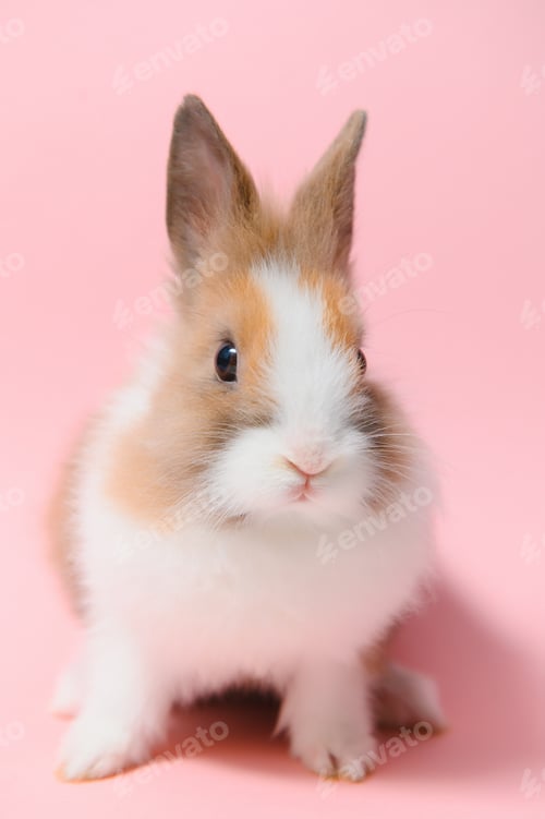 Preview: Lovely bunny easter rabbit on light pink background. beautiful lovely pets. Banner size.
