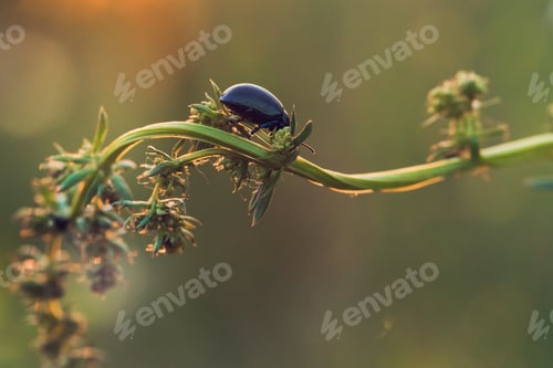 Preview: Black Dor beetle on green stem in Summer