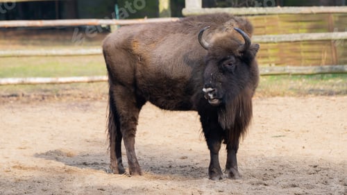 Preview: Wild bison standing on the grass in a rural landscape