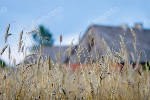 Preview: Farm ready on harvests in summer