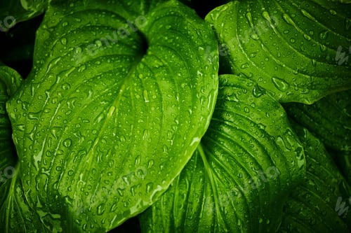 Preview: Green leaves with raindrops