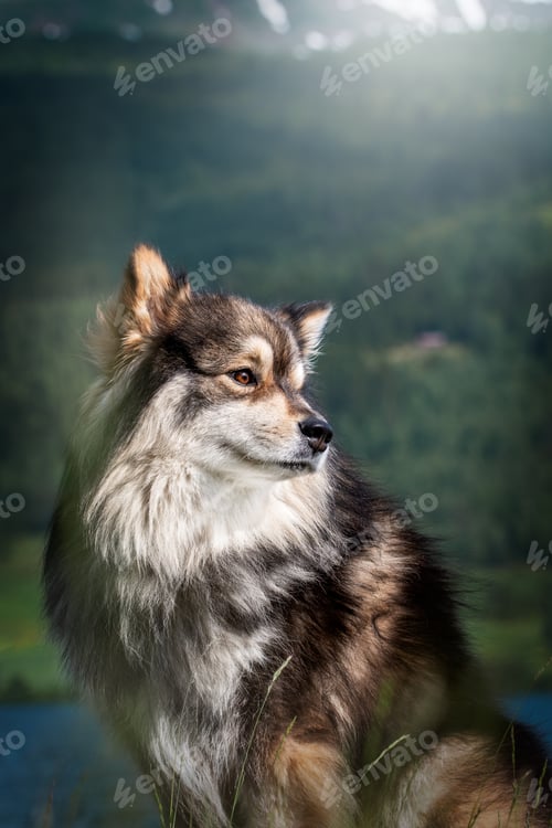Preview: Portrait of Finnish Lapphund dog in summer season