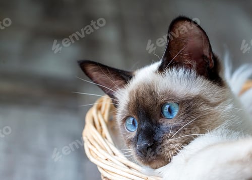 Preview: Cute kitten siamese cat indoor
