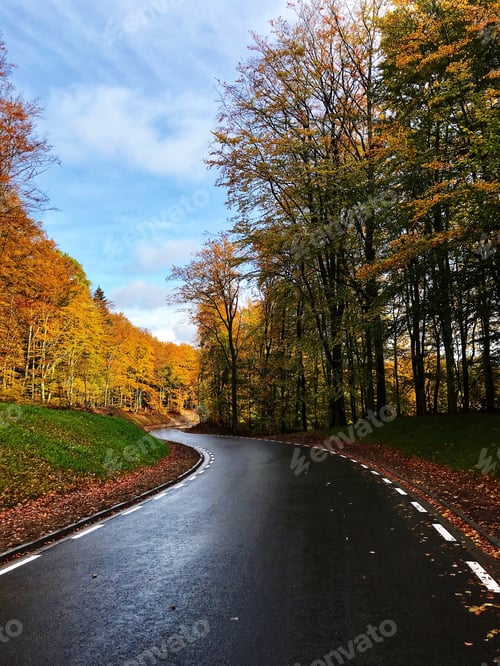 Visualização: Estrada na floresta