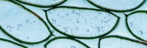 Preview: Aloe vera slice texture with gel on blue background