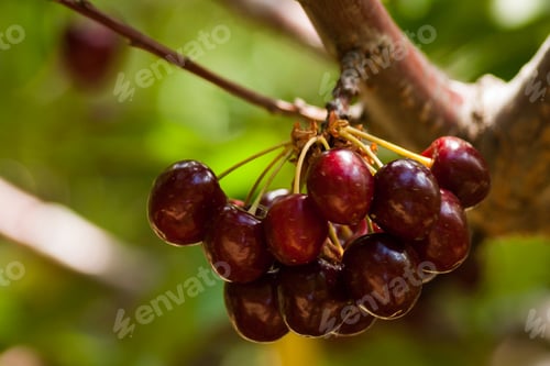 Preview: Cherry Farm