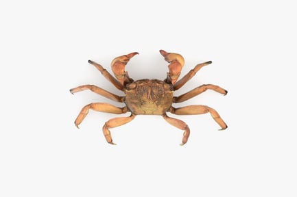 Preview: Detailed Shore Crab Scan