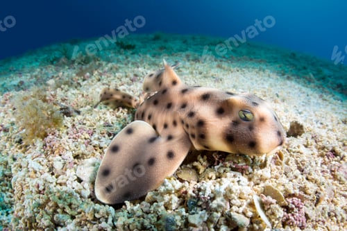 Preview: Horn shark