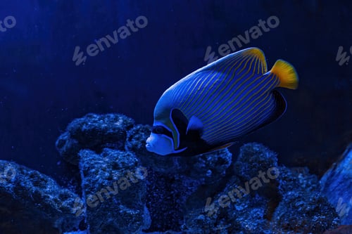 Preview: Underwater shot of Pomacanthus imperator fish