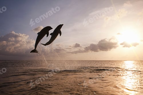 Preview: Bottlenose dolphins leaping from sea at sunset