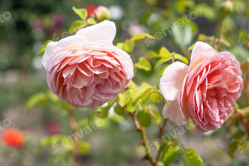 Preview: pink roses in the garden in summer