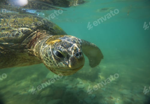 Preview: Turtle