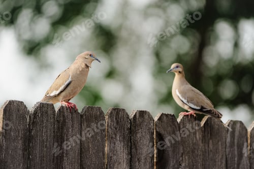 Preview: Doves perched on a rustic wooden fence, surveying their environment with curiosity