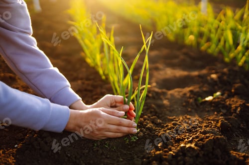 Preview: The farmer considers young wheat in the field. Green wheat growing in soil. Agricultural business