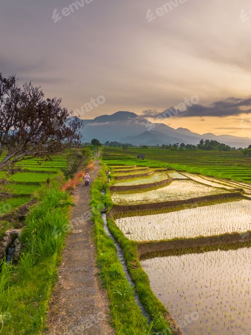 Preview: Fasting Season at Dawn Rice Farmers Working in Kemumu Agricultural Area, Indonesia