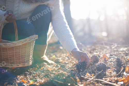 Preview: Cropped shot of mature woman picking pine cones in forest