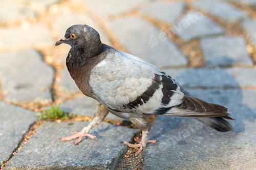 Preview: The beautiful white, gray and brown pigeon walking on old cracked dirty gray asphalt