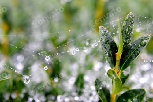 Preview: A glistening spiderweb covered in dewdrops raindrops on a bush.
