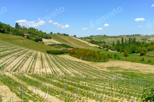 Preview: Vineyards of Langhe, Piedmont, Italy at May