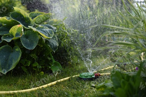 Preview: Watering the garden on a sunny summer day, drops of water and large leaves of the plant